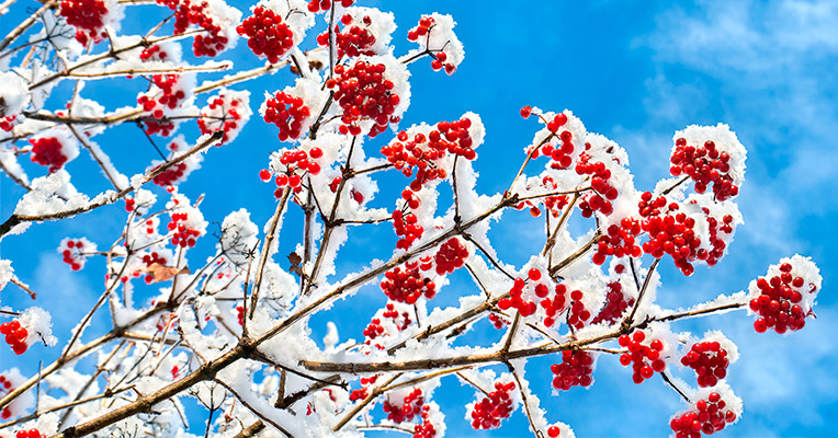 Ветви и ягоды калины под снегом